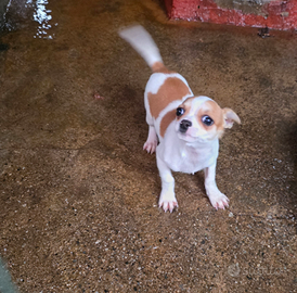 Cagnolina femmina