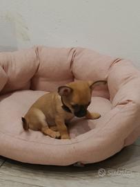 Meraviglioso chihuahua maschio