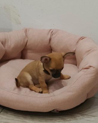 Meraviglioso chihuahua maschio