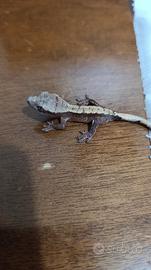 Cappuccino Het Axanthic