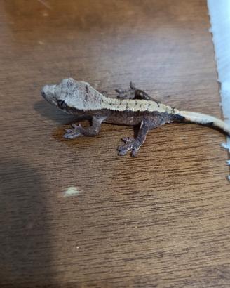 Cappuccino Het Axanthic