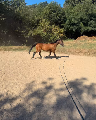 Psa da passeggiata o fattrice da endurance