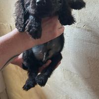 Cucciolo cocker nero