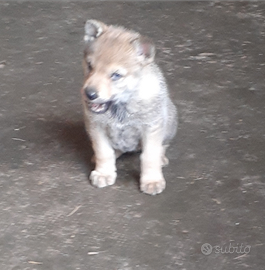 Cuccioli lupo cecoslovacco