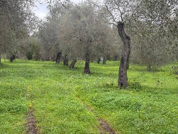 Terreno Agricolo - Alghero