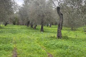 Terreno Agricolo - Alghero
