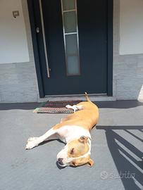 Splendida amstaff