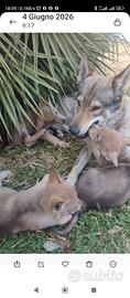 Cuccioli Lupo Cecoslovacco ENCI disponibili