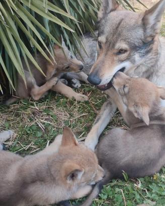 Cuccioli Lupo Cecoslovacco ENCI disponibili