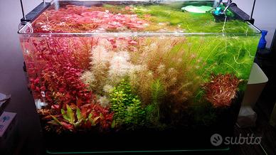 Lotti di abbondanti potature