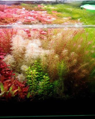 Lotti di abbondanti potature