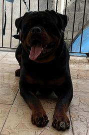 Rottweiler per monta 24 mesi