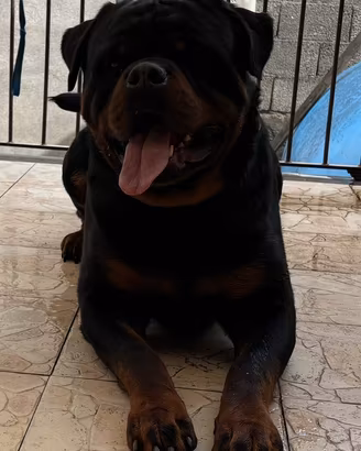 Rottweiler per monta 24 mesi