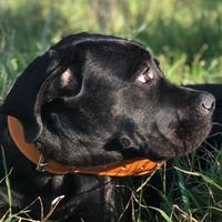 Cane Corso femmina razza purissima