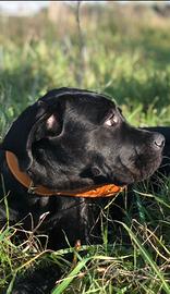 Cane Corso femmina razza purissima