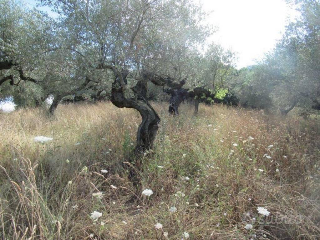 Immobile in asta di 2980 m² a Moscufo - Vista 5