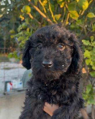 cucciola di barboncino con pagamento rateale