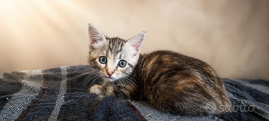 Gattina Raggio di Sole