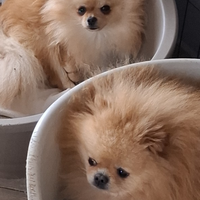 Spitz di pomerania