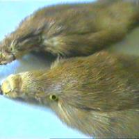 Collo di Pelliccia Ermellino