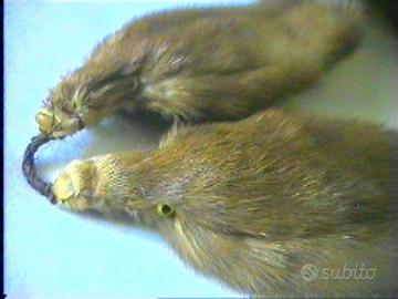 Collo di Pelliccia Ermellino