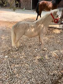 Pony Falabella