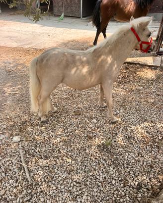 Pony Falabella