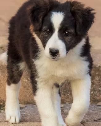 Cuccioli femmine due mesi