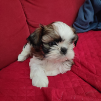 Shih Tzu con pedigree ENCI