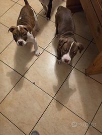 Cuccioli Pitbull