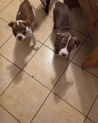 Cuccioli Pitbull