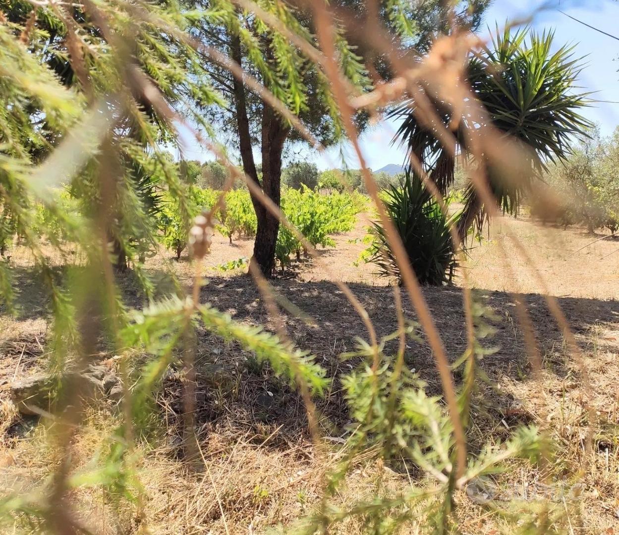 Terreno agricolo - Altro