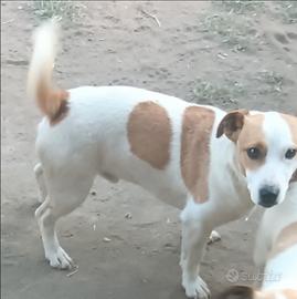 Jack Russell maschio