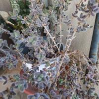 Delosperma