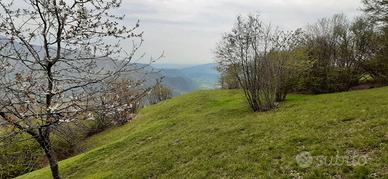 TERRENO agricolo prato/bosco per hobby 5150mq