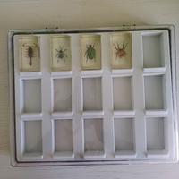 Insetti da collezione in resina – 4 pezzi + teca 