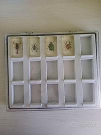 Insetti da collezione in resina – 4 pezzi + teca 