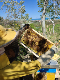 Nuclei api ligustica