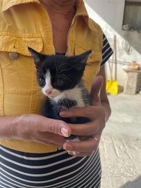 Gattini già svezzati