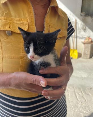 Gattini già svezzati