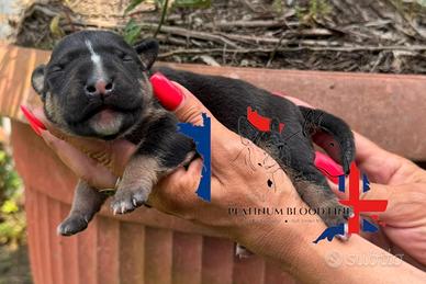 Bull Terrier Miniature