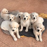 Golden Retriever cuccioli