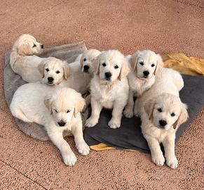 Golden Retriever cuccioli