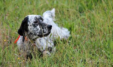 Setter Inglese Ambrofellis