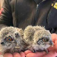 ASSIOLO FACCIA BIANCA Baby - Ptilopsis leucotis