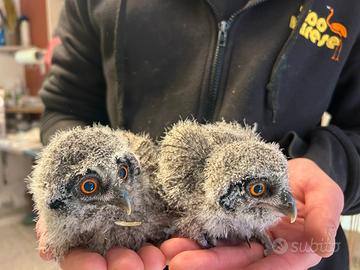 ASSIOLO FACCIA BIANCA Baby - Ptilopsis leucotis