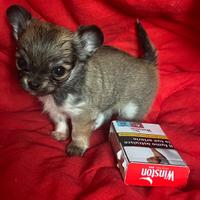 Chihuahua femmina