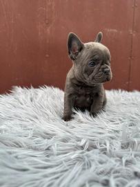Bulldog francesi cuccioli blu