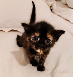 gattini pelo medio lungo