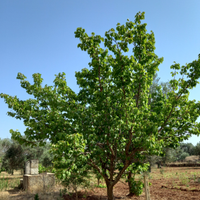 Terreno Agricolo Via Grandizia (Torre S. Susanna)